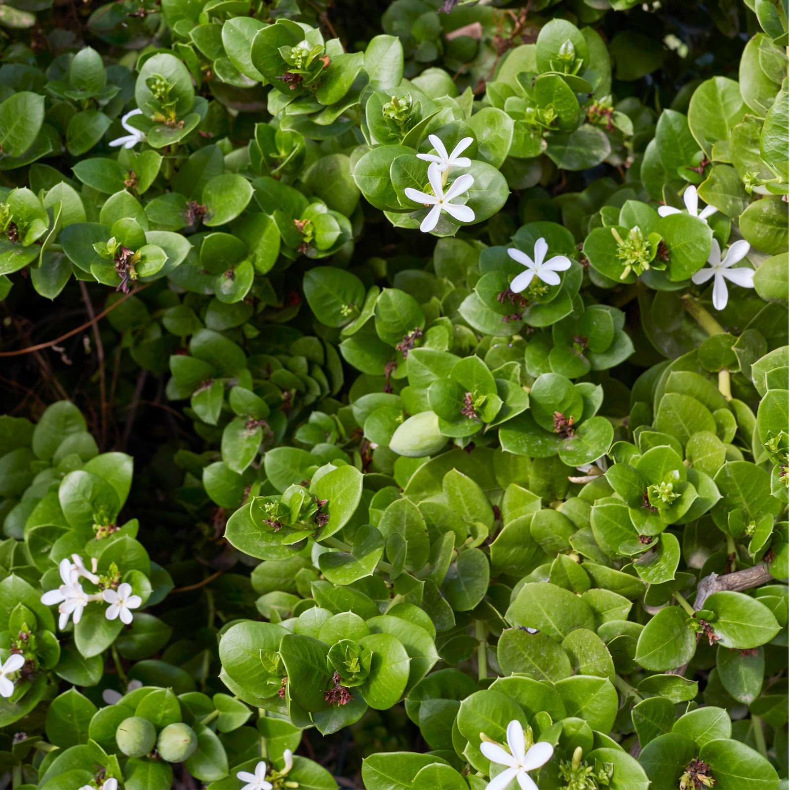 Green Carpet Natal Plum in 3.5″ Nursery Cubes | Carissa ‘Green Carpet’ Plants