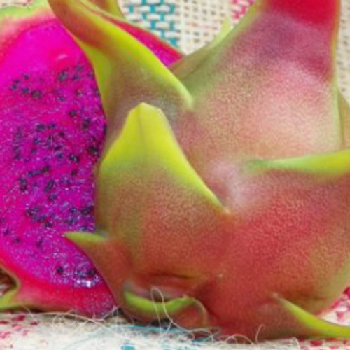 Condor Dragon Fruit 12″+ STARTER PLANT Cutting