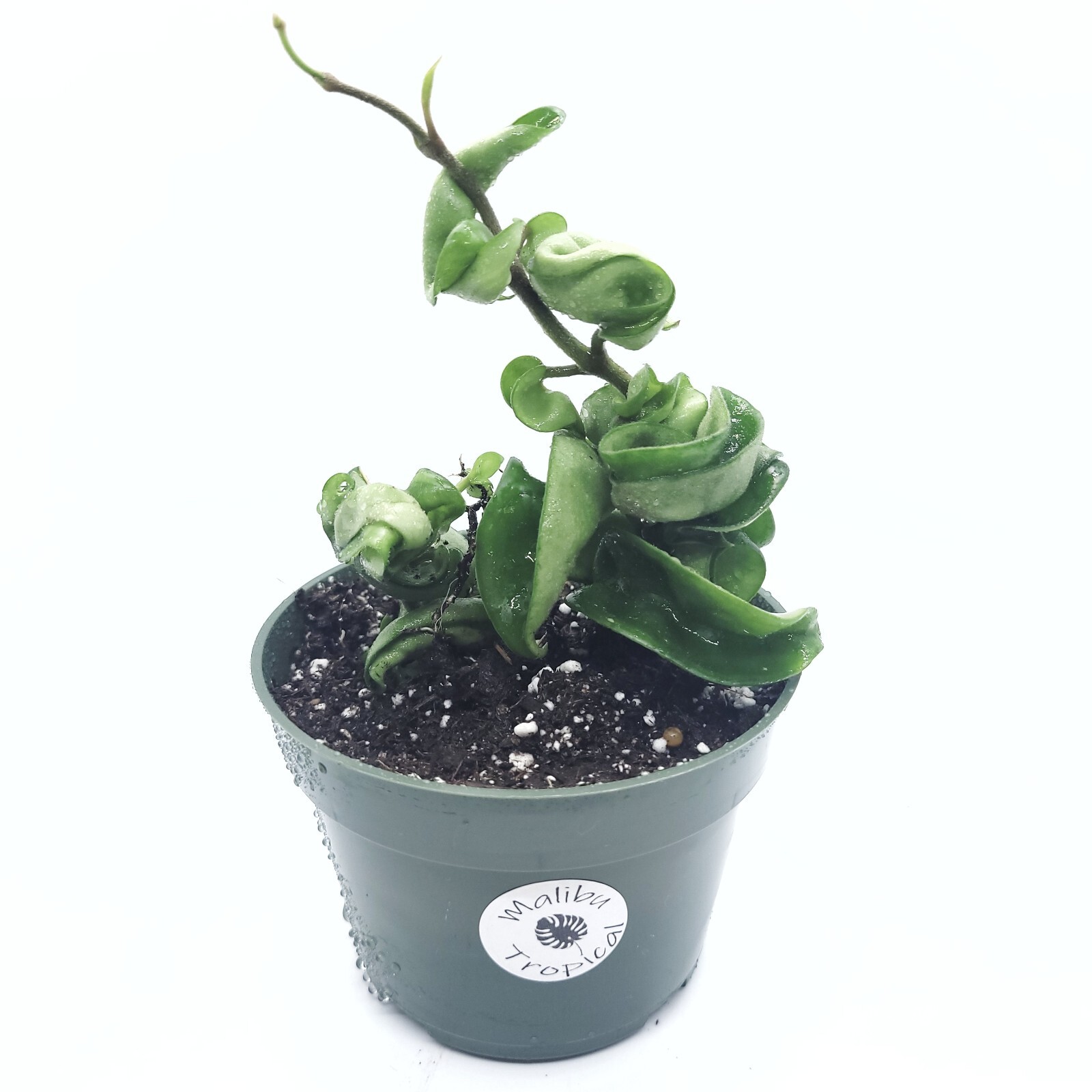 Hoya Hoya Hindu Rope Live Plant Available in 4″ Pot and 6″ Pot indoor Houseplant