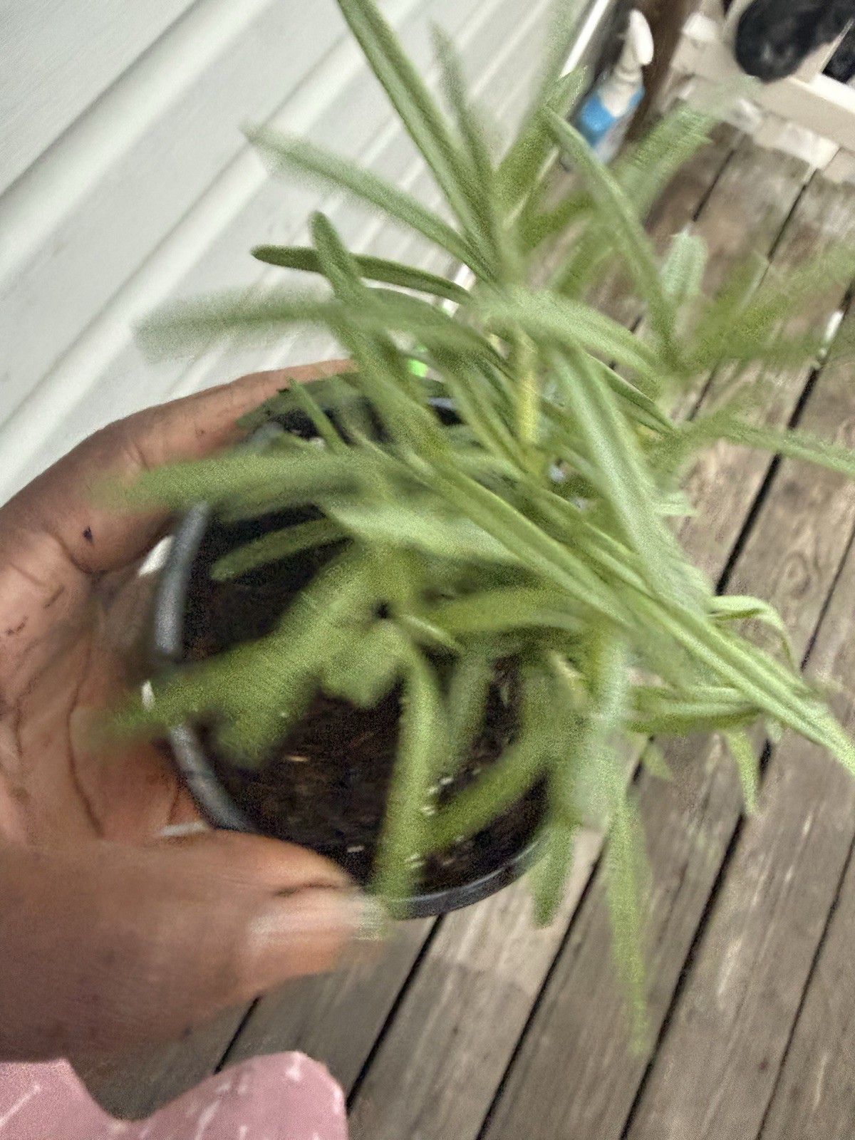 rosemary Plant