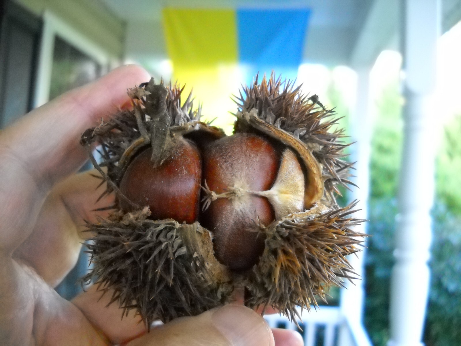 6 thin cuttings of organic Dunstan American-Chinese disease resistant chestnut