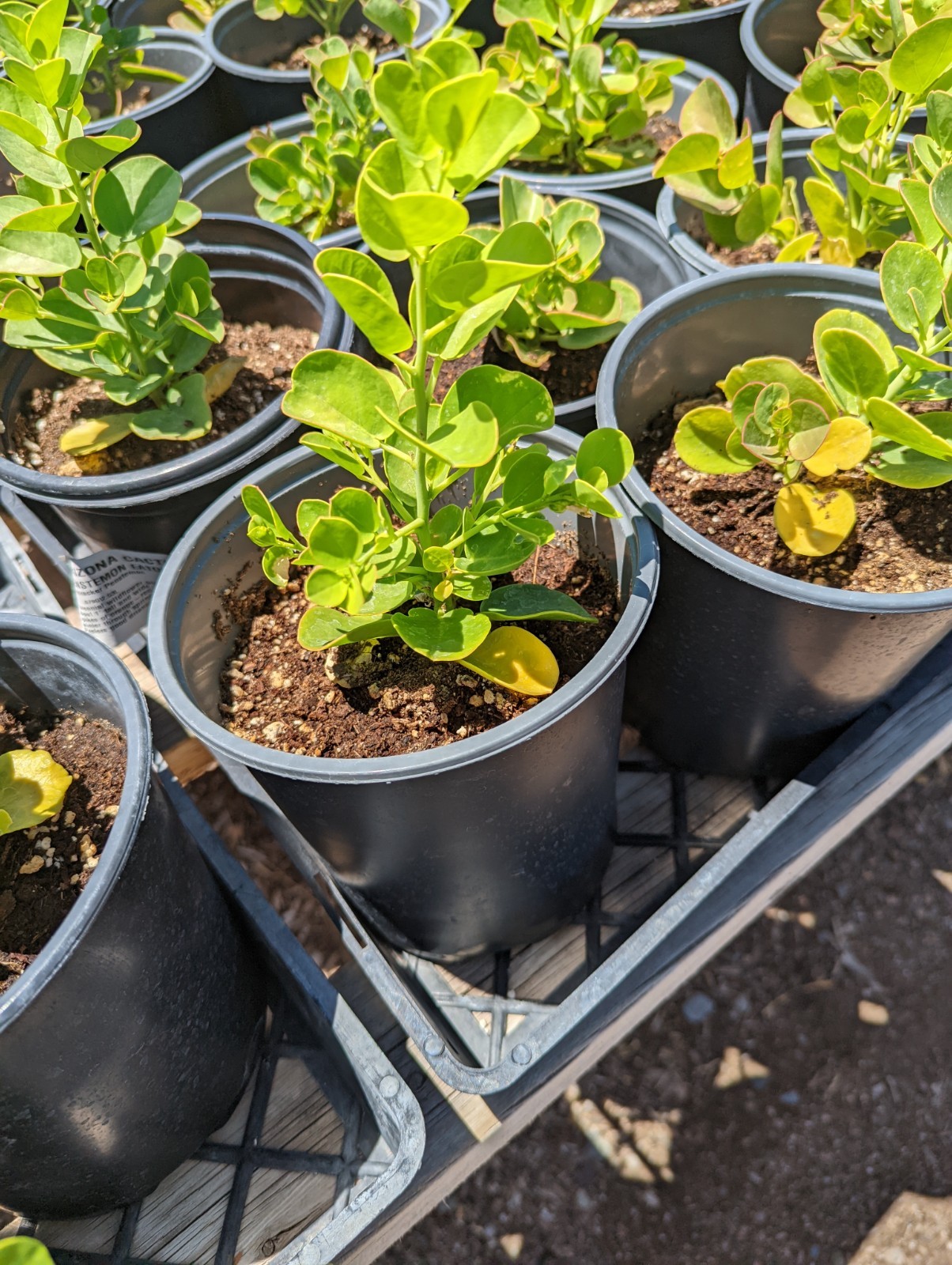 Capparis Spinosa Live Plant Caper Bush Fragrant Flowering 1 Gallon Pot Size