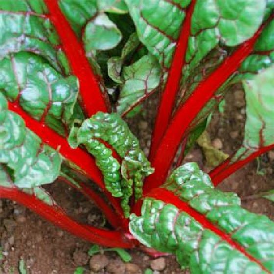 100 Seeds RUBY RED SWISS CHARD SEEDS E199, SWISSCHARD, HEIRLOOM, ORGANIC NON GMO