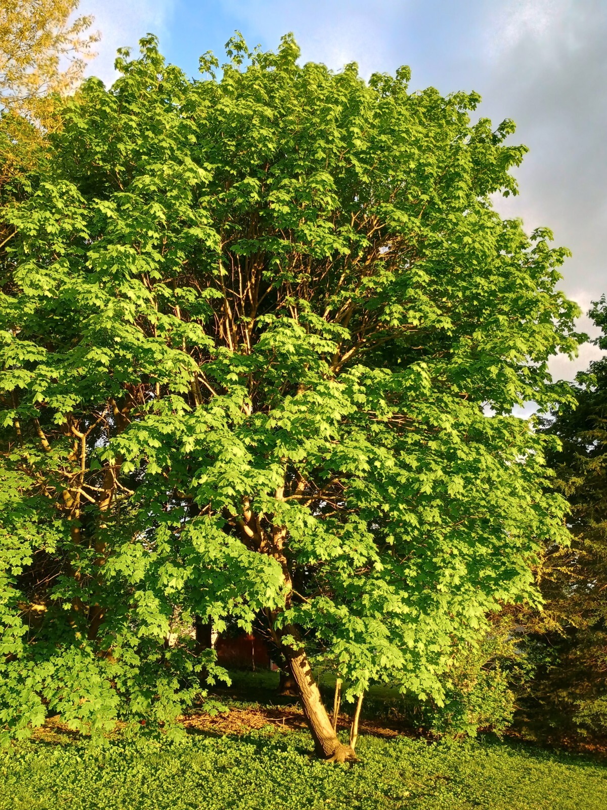 1 Sugar Maple Tree Acer saccharum 36 inch Starter Tree Bare Root Sweet Maple
