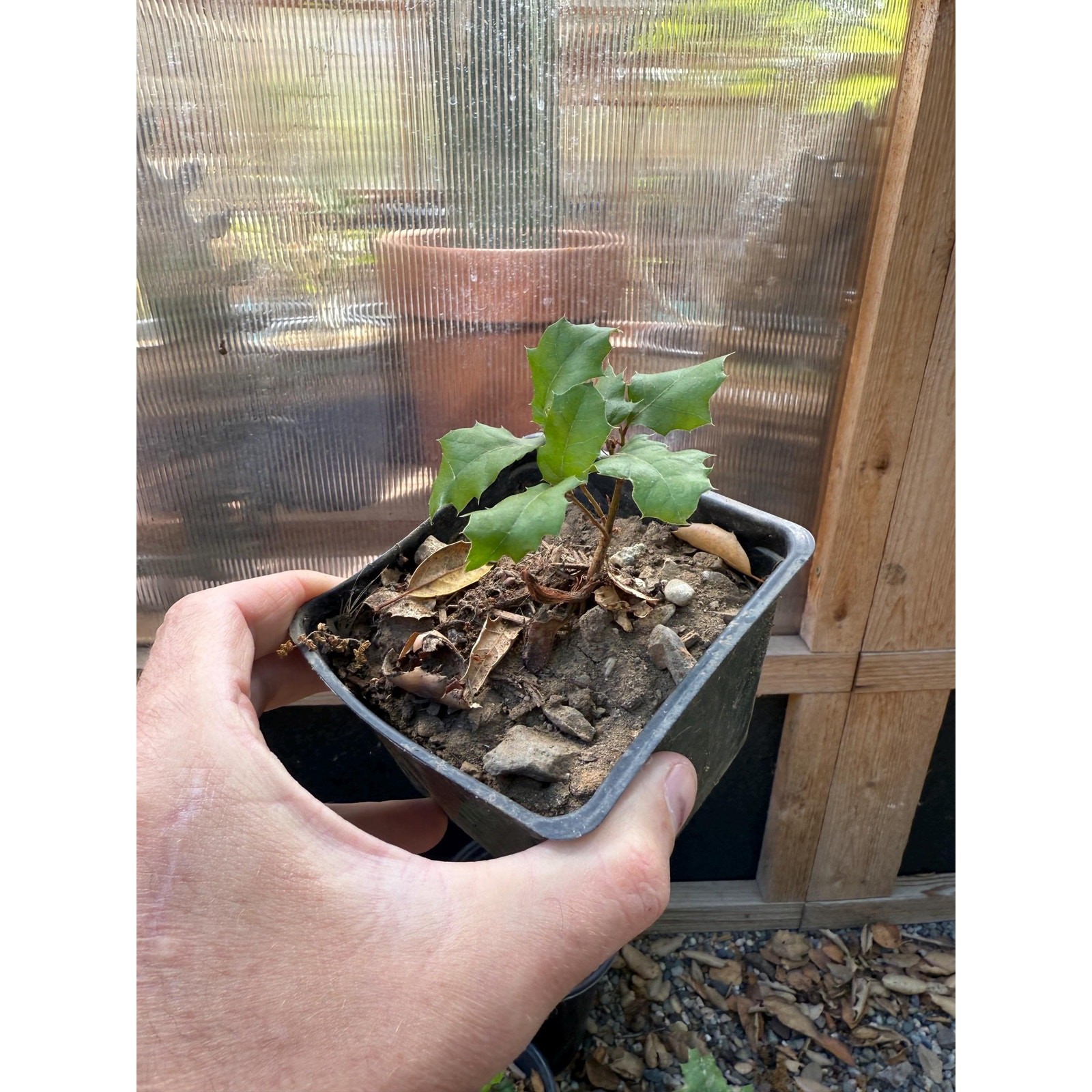 California Interior Live Oak Sapling