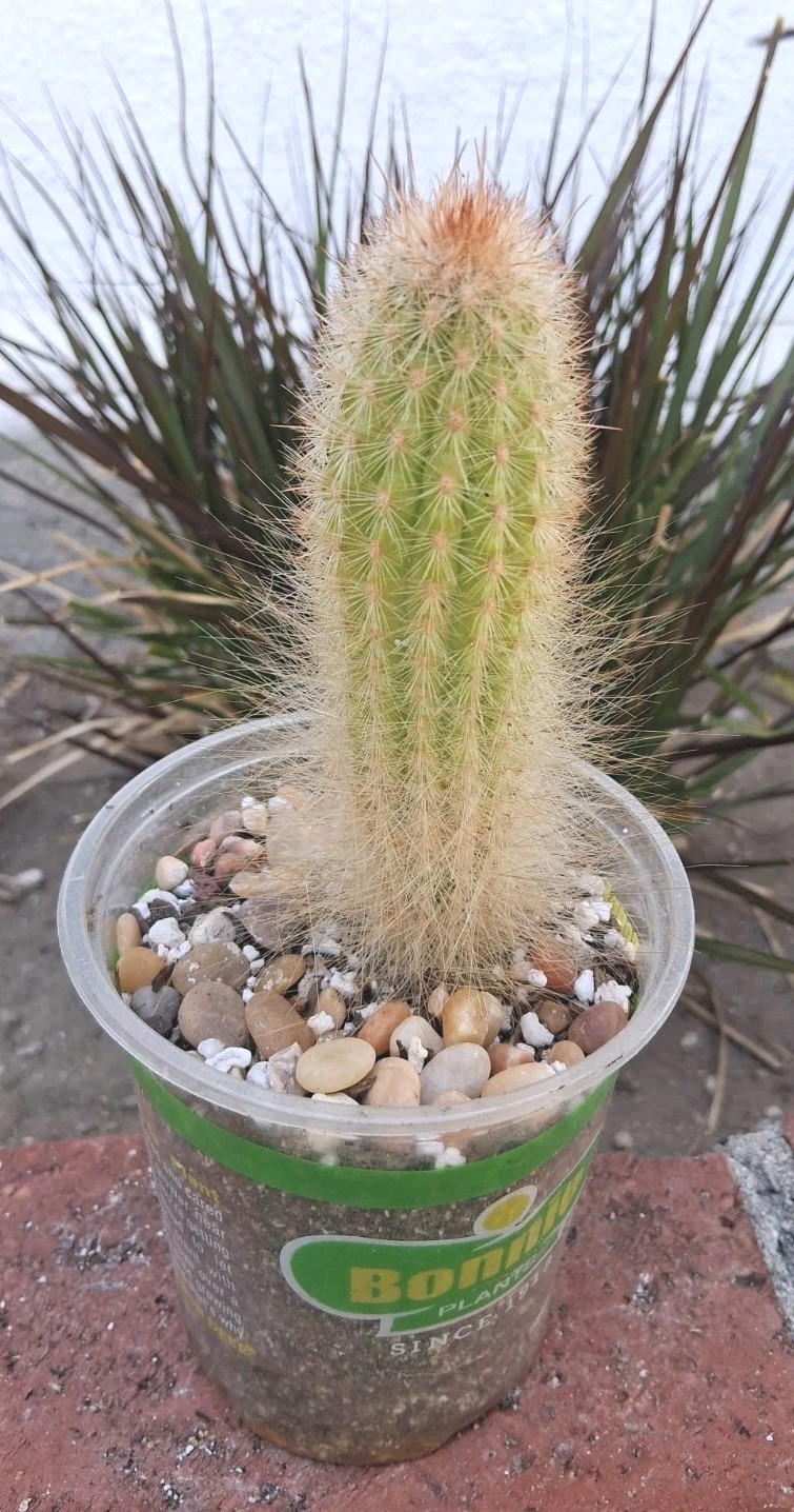 Trixanthocereus Blossfeldiorum Cactus Beautiful Fluff At Base! Red Spines On Top