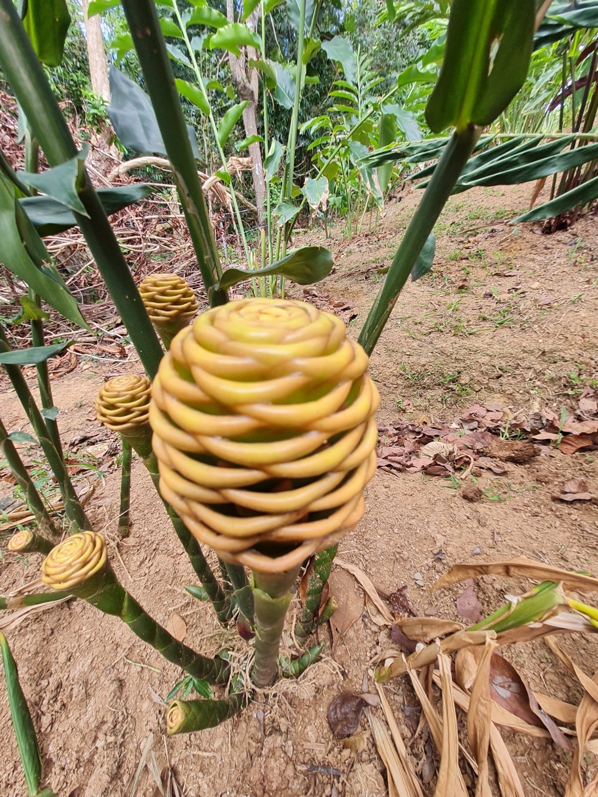EARLY GOLD SHAMPOO GINGER LIVE RHIZOME PLANT EXOTIC TROPICAL ZINGIBER