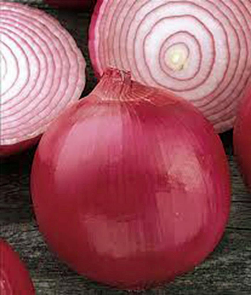 Onion Seed, Short Day, Burgandy Red Onion , Heirloom, NONGMO, 500 Seeds