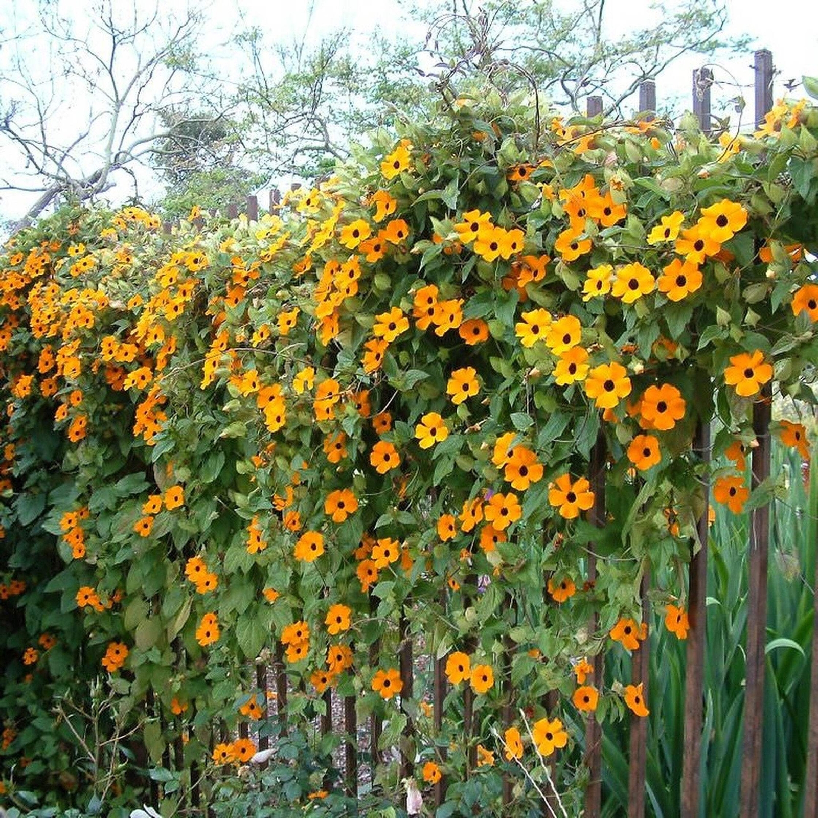 25 MIXED THUNBERGIA Alata VINE Black Eyed Susan Orange White Yellow Flower Seeds