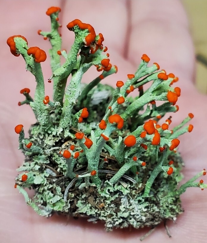 Live British Soldier Lichen for Terrarium, Cladonia, Fairy Garden 3″x4″ Bag