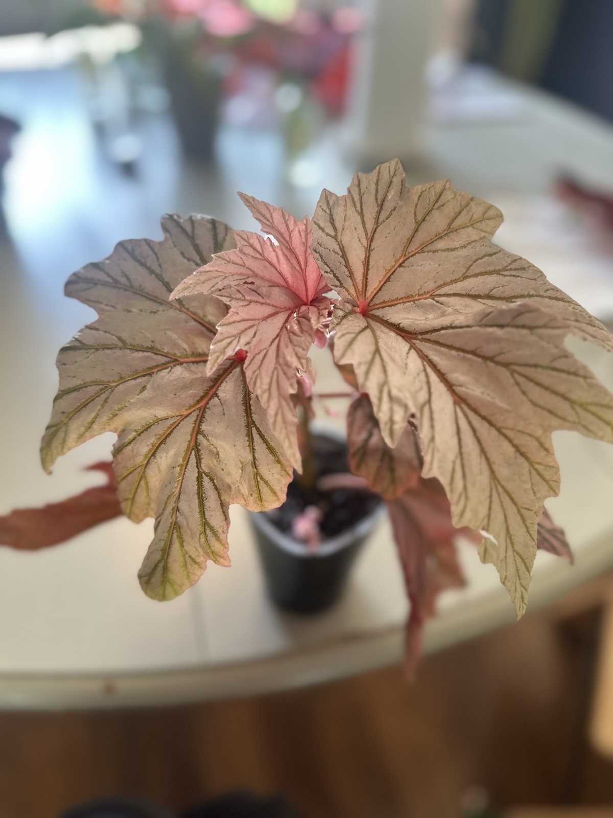 Begonia Lamoon Cutting