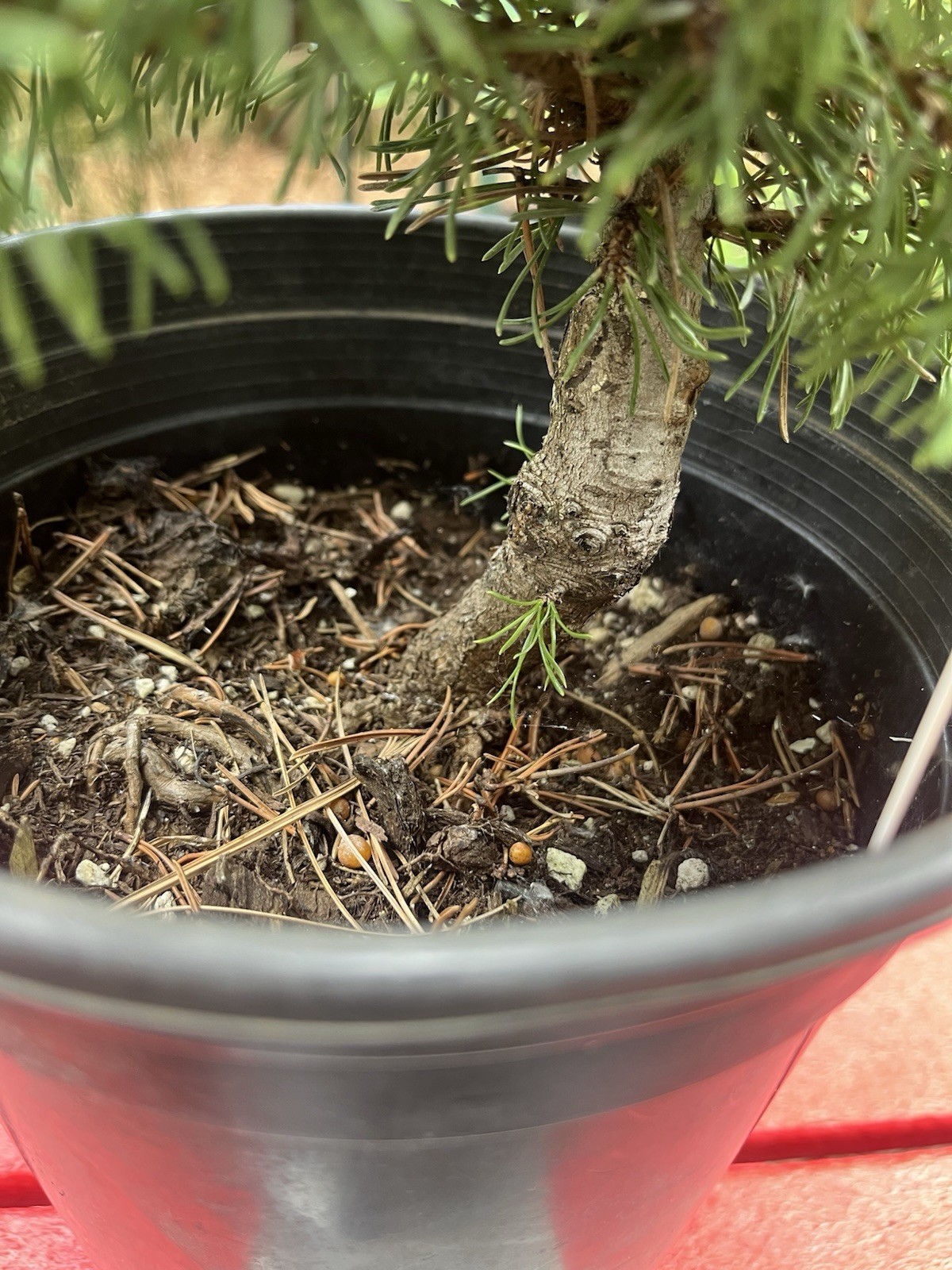 Slowmound Mugo Pine “Pinus Mugo” Pre-bonsai