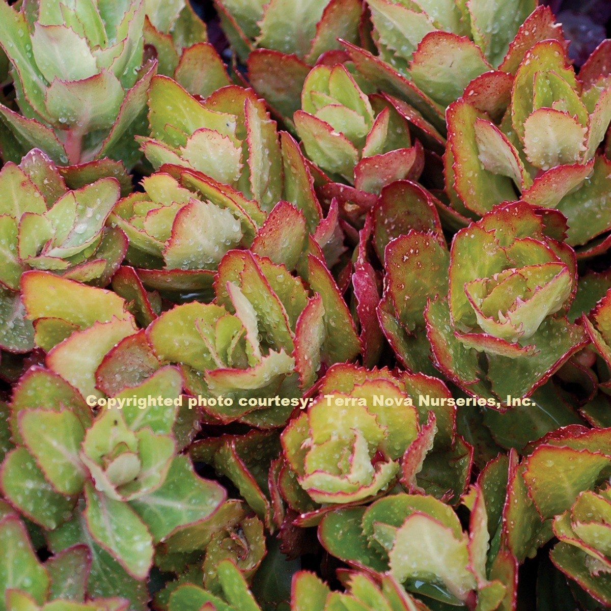 sedum BIRTHDAY PARTY succulent pink flowers stonecrop = 1 Potted Garden Plant