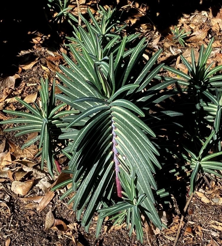 Euphorbia GOPHER PURGE Perennial Seeds Deer & Drought Resistant Landscape Plant