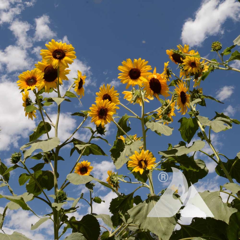 Mongolian Giant Sunflower Seeds. Free Shipping!