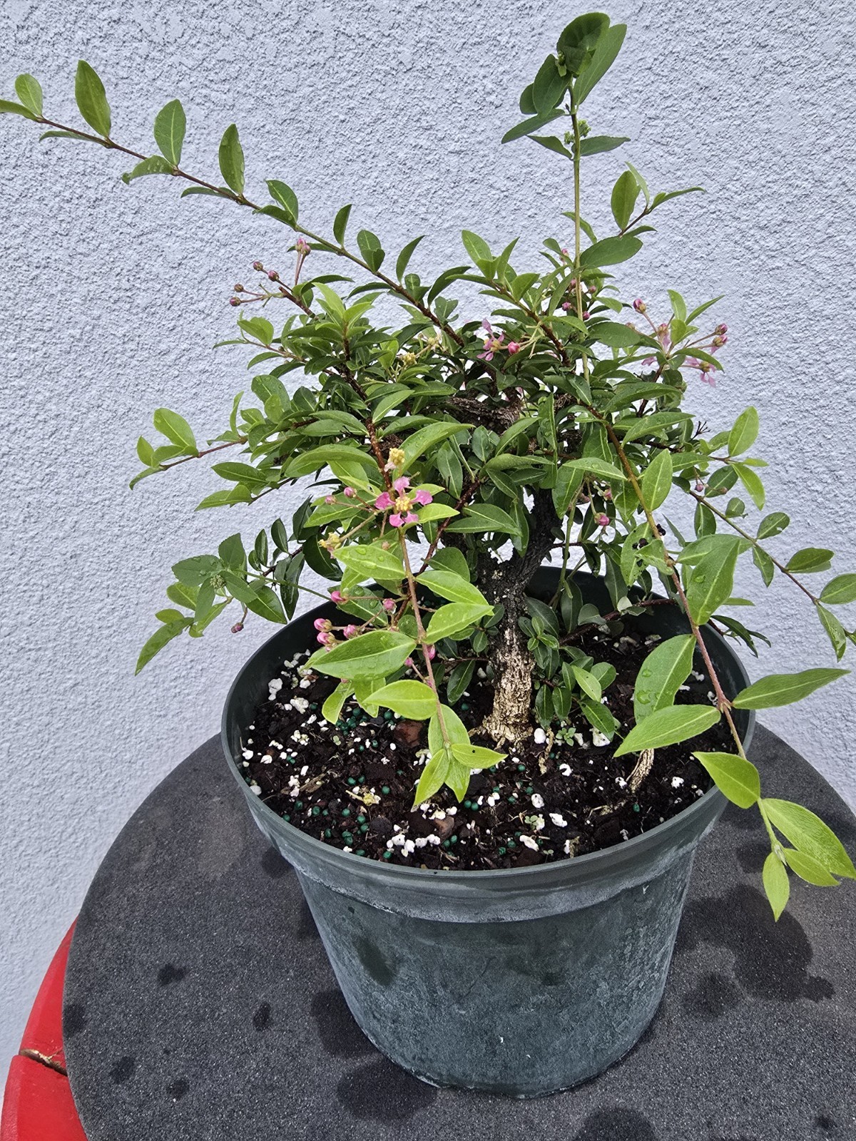 Dwarf Barbados Cherry Malpighia punicifolia ‘Nana’ #1