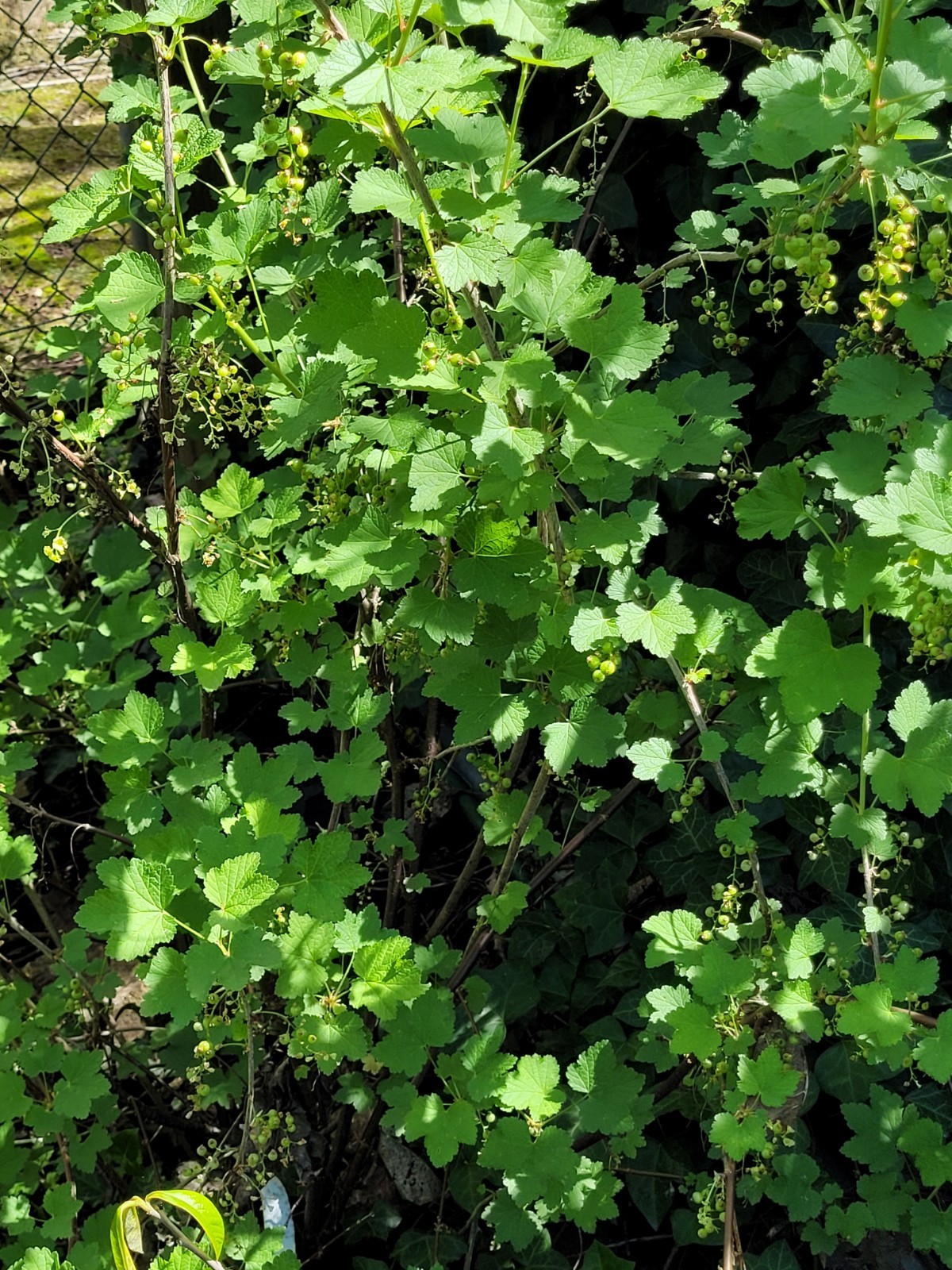 6 Pink Currant Gloire de Sablons Fresh Cuttings Unrooted 6″-9″ Zones 3-8 Hardy