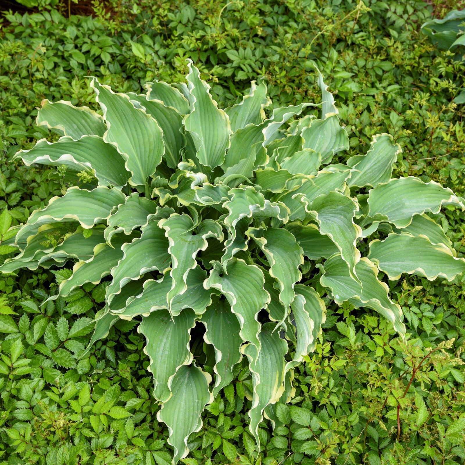 hosta DANCING IN THE MOONLIGHT medium wavy new 2.5″ pot = 1 Live Potted Plant