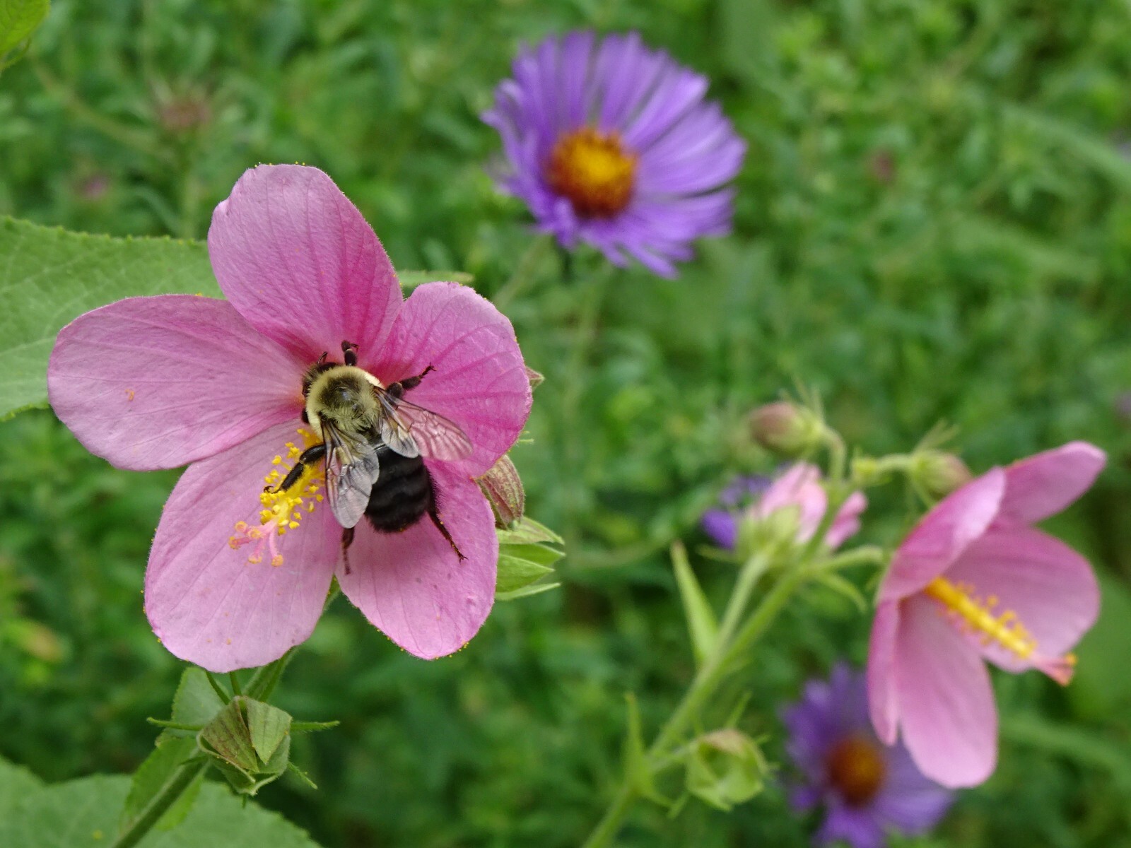 Pink Mallow Kosteletzkya virginica Native Perennial Wildflower 25 seeds from2023