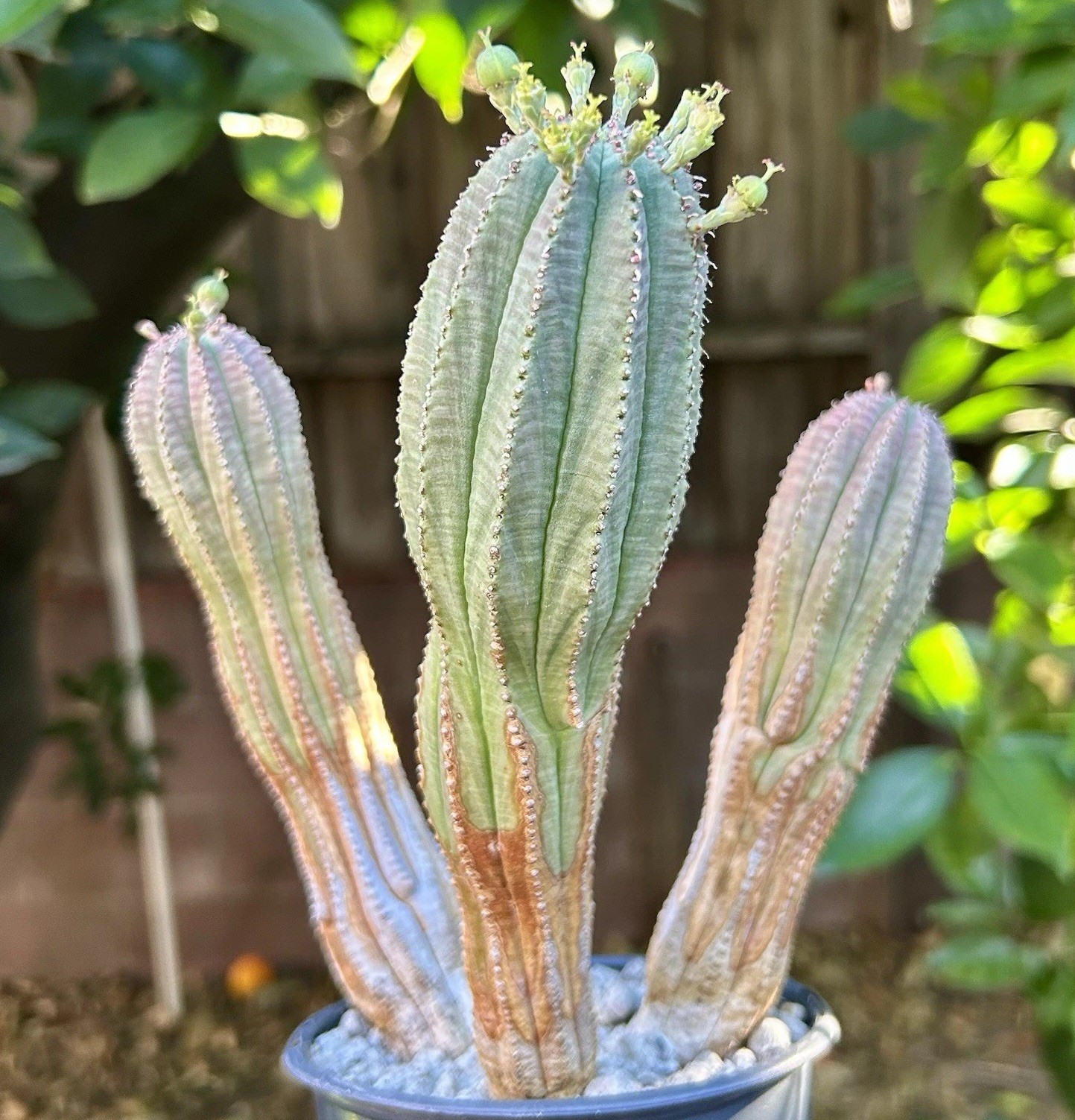 Euphorbia obesa Hybrid, Lot Of 3, Succulents not Cactus FEMALE Rare