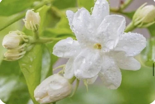 Arabian Jasmine Plant~ Jasminum sambac~Rooted STARTER Plant~Extremely Fragrant