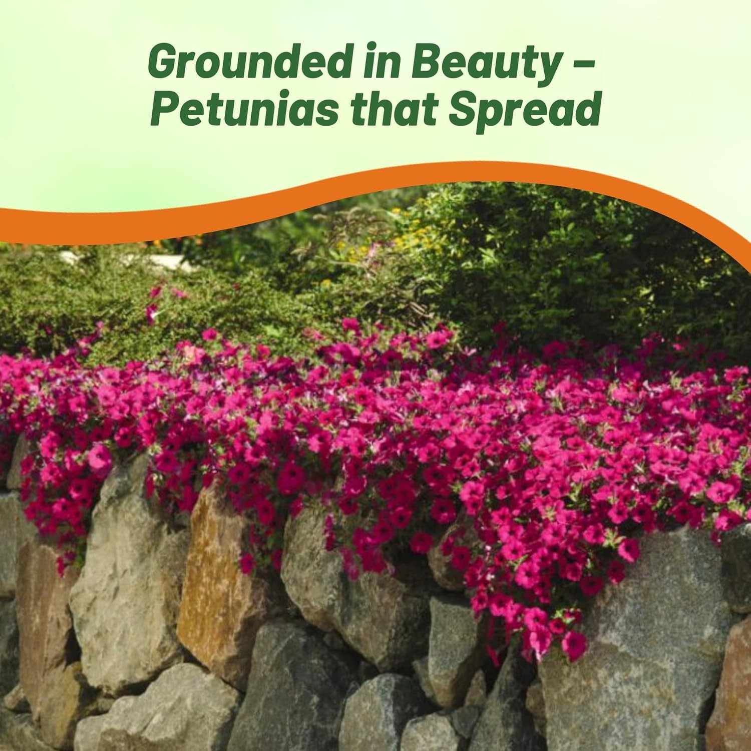 30 Seeds Purple Classic Wave Petunias Only Grow 4 – 6 Inches Tall – AAS Winner