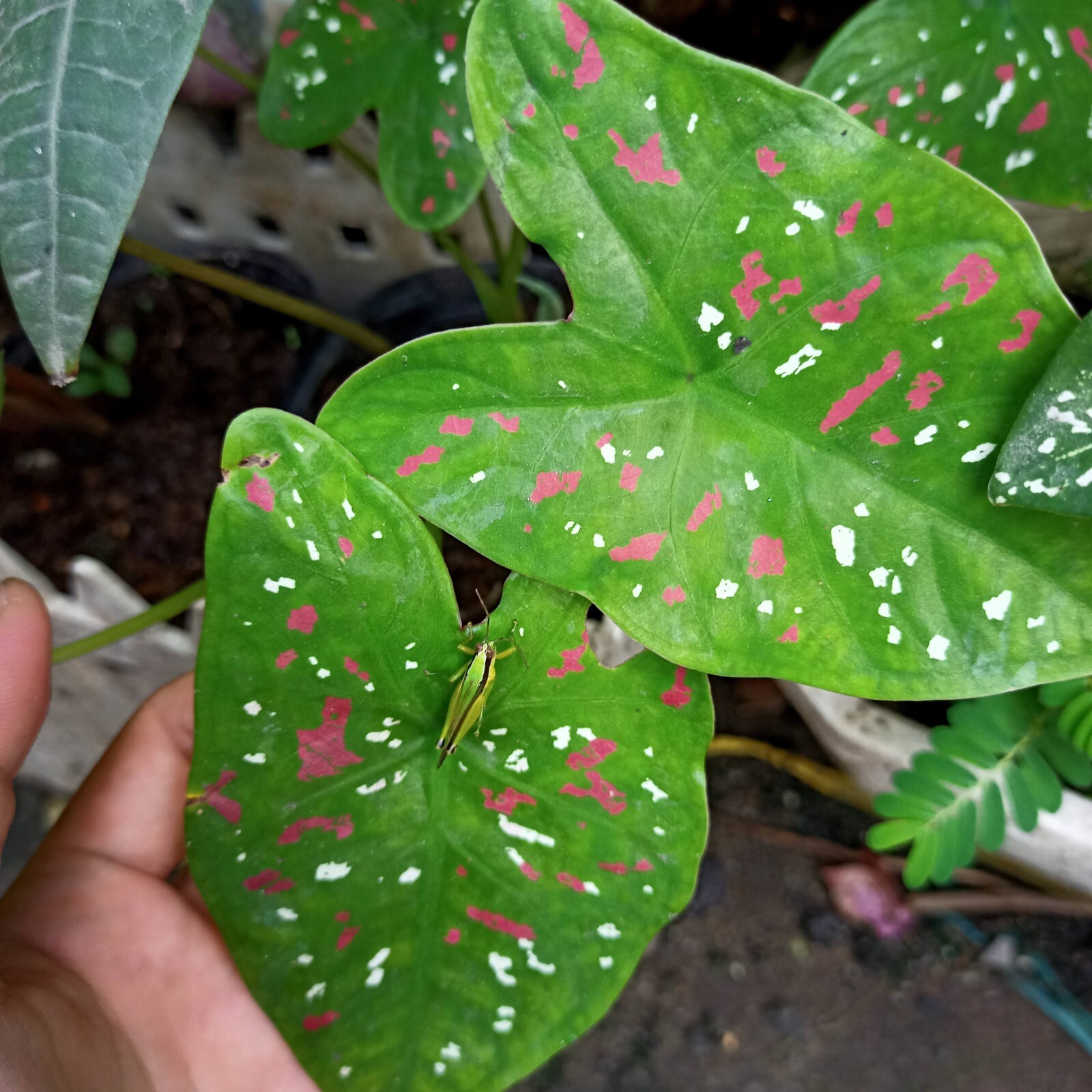 Caladium ‘Florida Clown’ Bulbs – Size #2 (4 Bulbs, 1″–1.5″) – New Crop 2025