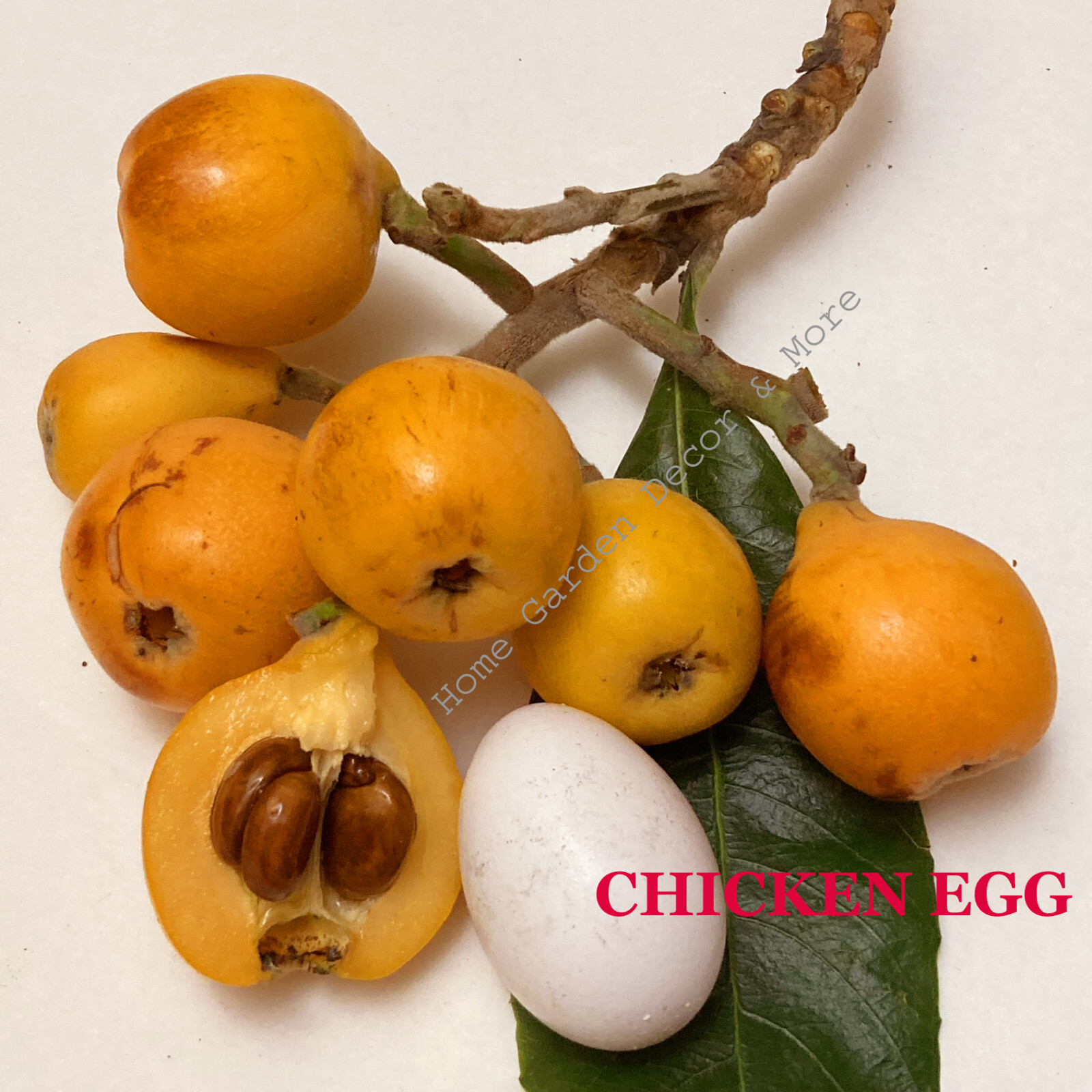 Tropical Japanese Chinese Plum BIG JIM Golden Loquat Fruit Tree Rooted Plants