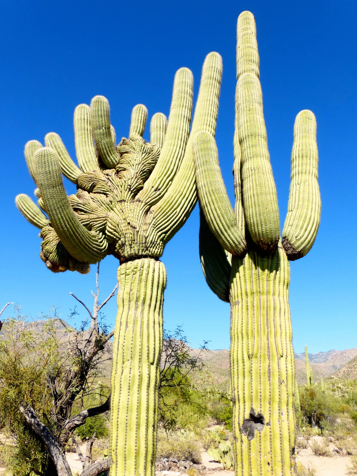 10 SAGUARO GIANT CACTUS SEEDS (Carnegiea gigantea) “Tree like Cacti” Hardy-8