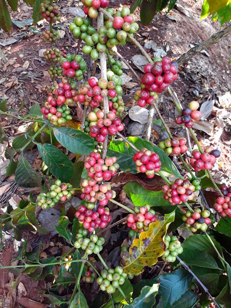 Indian Coffee Bean Tree Seeds (25) / Chikmagalur Mysore Nuggets / RARE