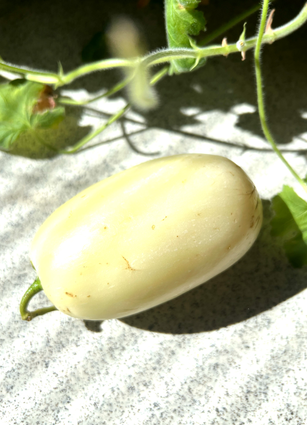 6 Cuttings of the ‘Vista’ variety pepino melon – delicious sweet cucumber.