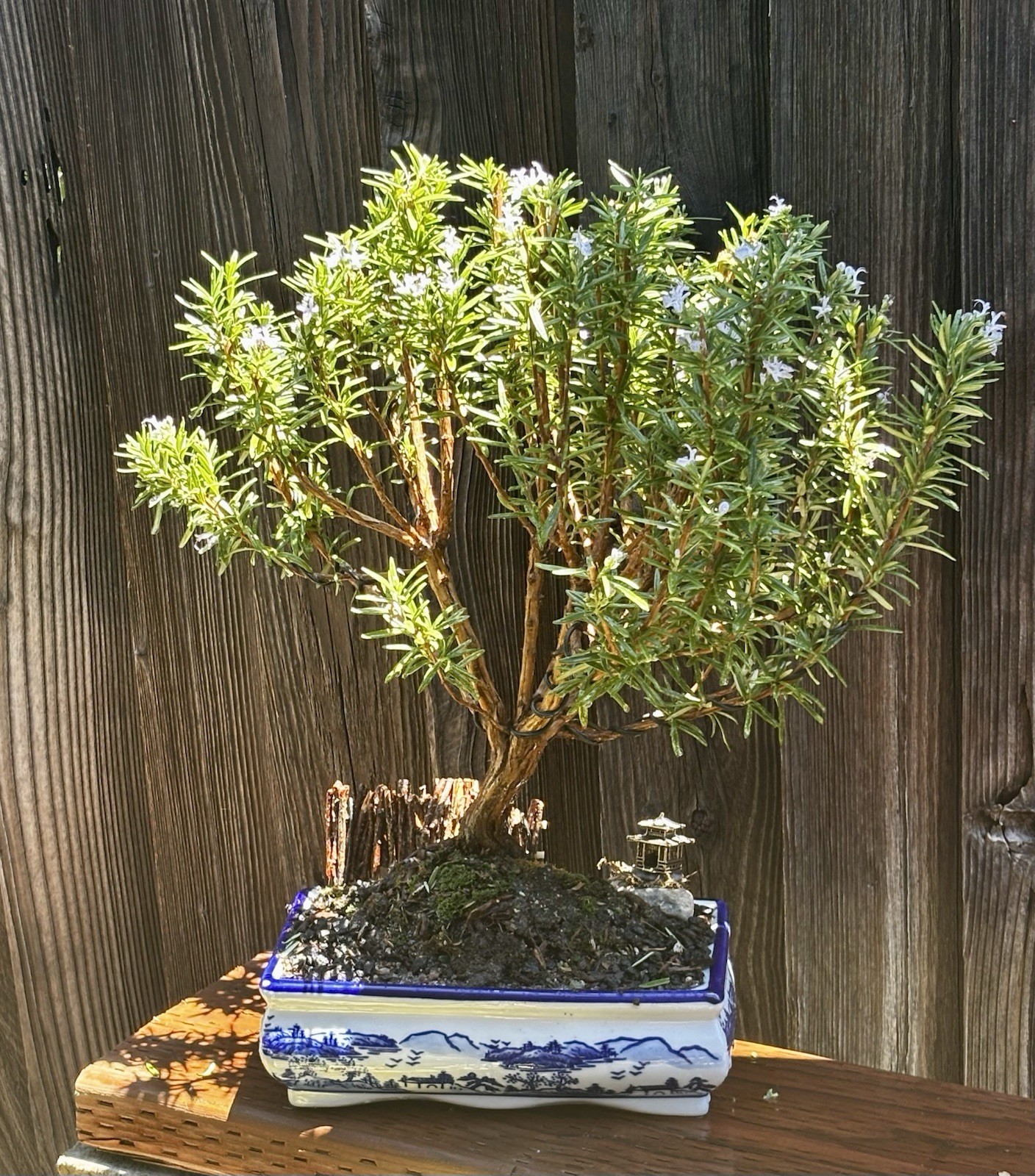 16 YEAR OLD ROSEMARY BONSAI TREE IN 10” CERAMIC POT. SHIPPING VIA FEDEX