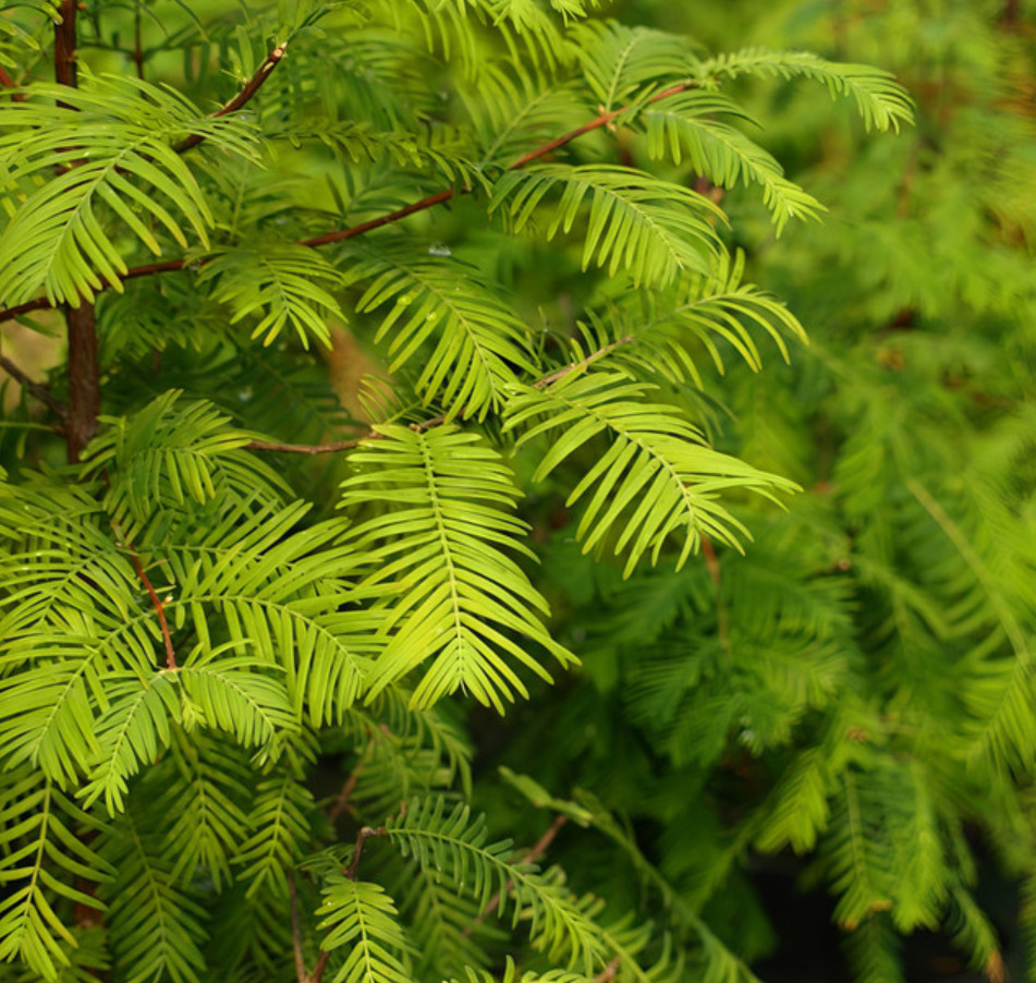 Live Dawn Redwood Plant, 8–12″ Tall, Quart Pot, No Ship AK, HI, or PR
