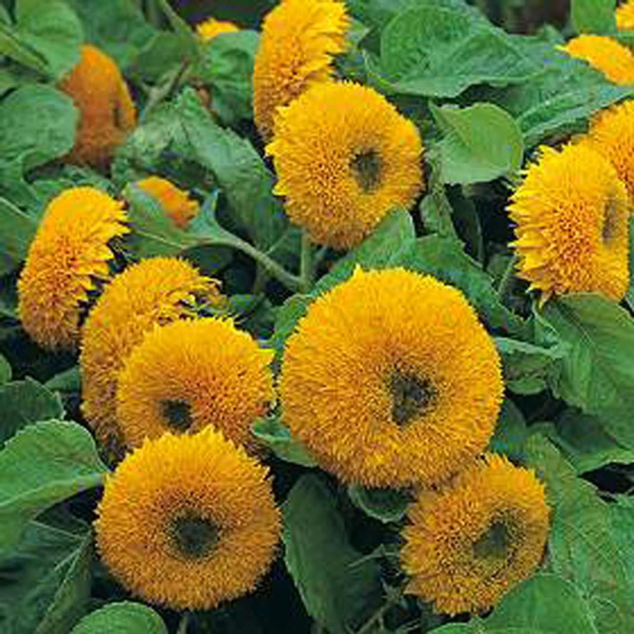 Dwarf Sungold Sunflower Teddy Bear Seeds Helianthus annuus Free Shipping!