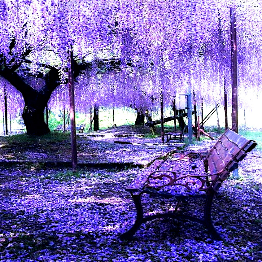 5 Chinese Wisteria Tree Seeds Fast Climber Flower Vine, Cold Hardy Bonsai Plant