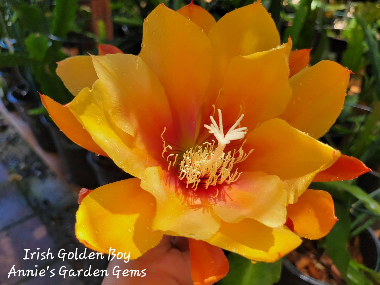 Epiphyllum Irish Golden Boy Unrooted Cuttings – 8 to 10 inches long