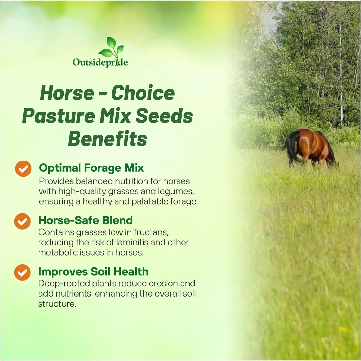 50 LBS Horse Pasture Grass Seed