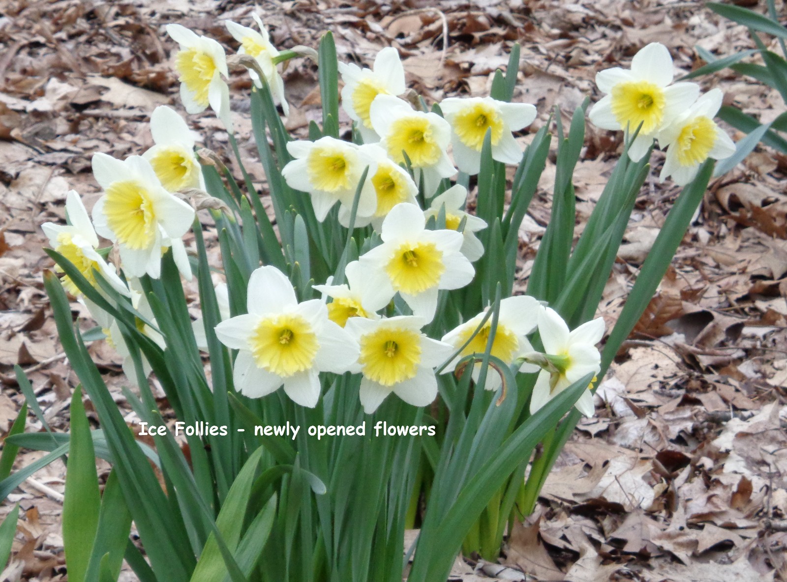 24 DAFFODIL BULBS Narcissus Jonquil Yellow White ICE FOLLI ES FromMyGarden~*READ