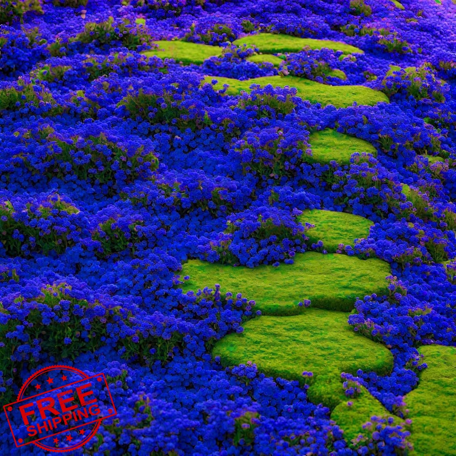 Wivolibe Creeping Thyme Seeds