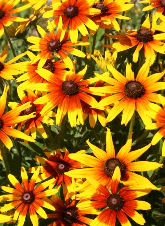 Gloriosa Daisy Seeds | Black Eyed Susan Yellow Perennial Wildflower Seed 2025