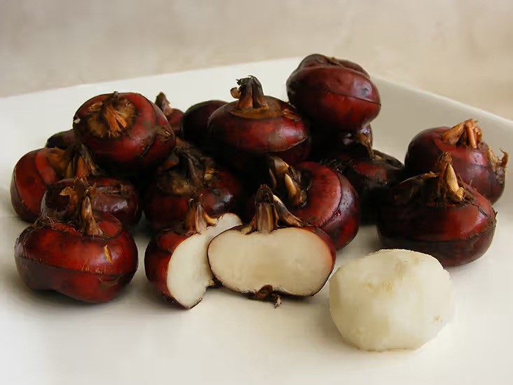 5Pcs Sprouted Water Chestnut Eleocharis Dulcis Ready To Plant
