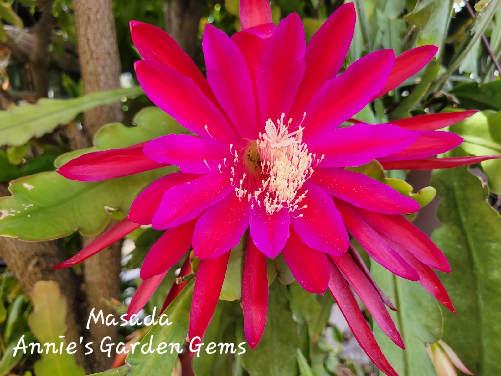 Epiphyllum Masada Unrooted Cuttings / 8 to 10 inches long / Epicactus
