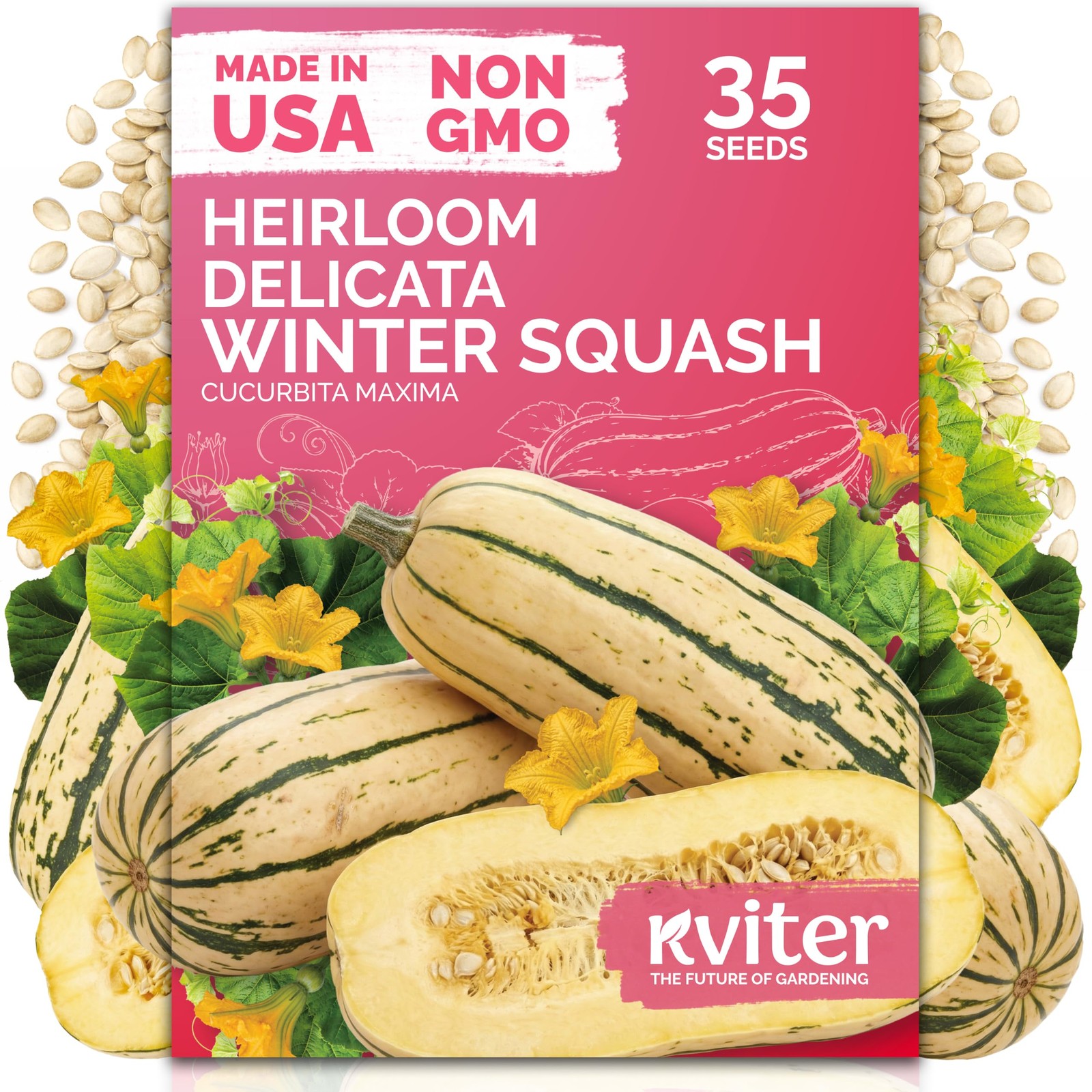 KVITER 35 Delicata Winter Squash Seeds (Cucurbita Maxima)