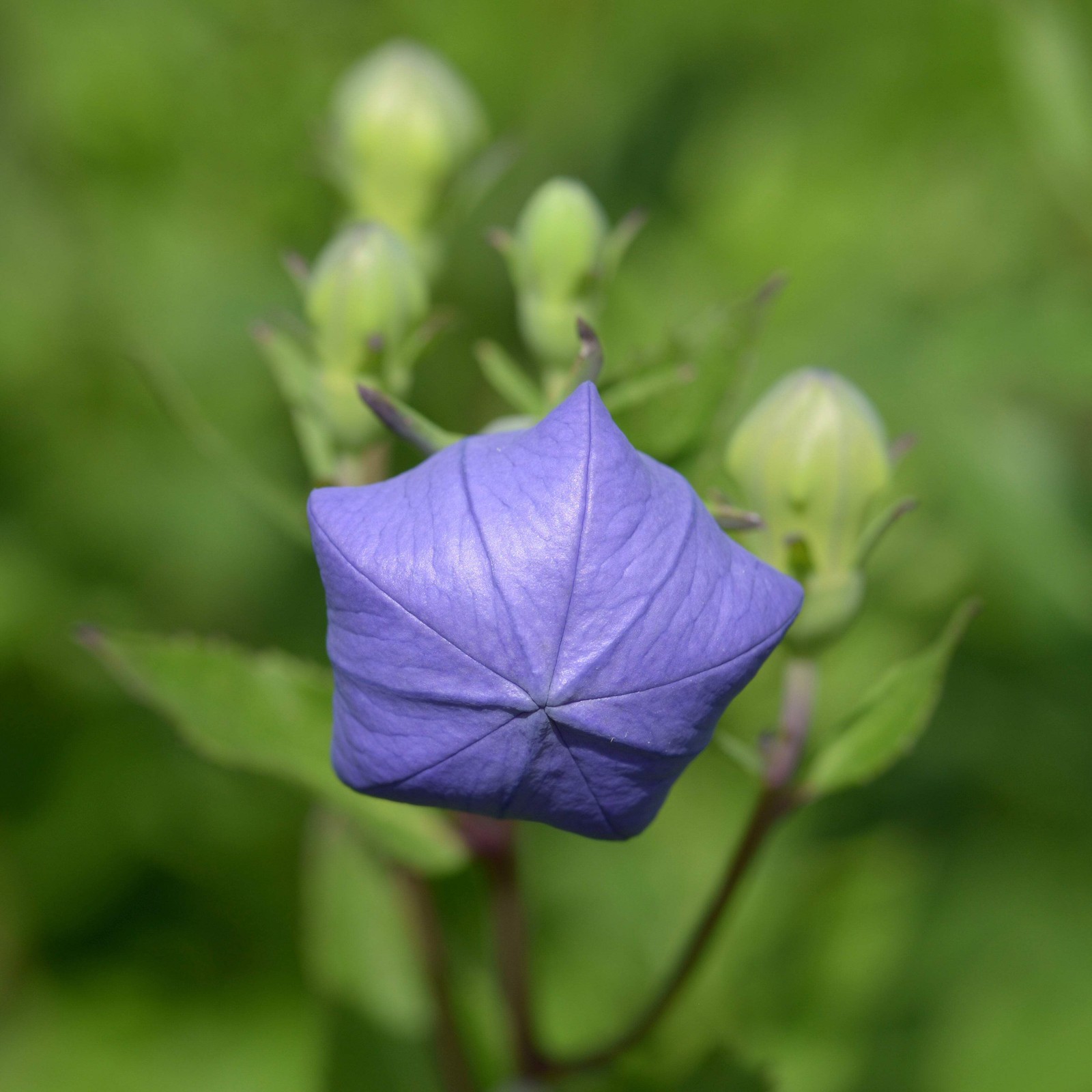 Balloon Flower Seeds (Platycodon grandiflorus) ~Traditional Herb Garden