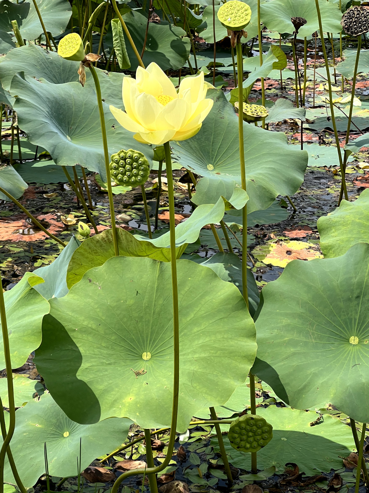 120 Seeds Yellow Lotus Flower Seeds American Water Lily for Pots or Pond