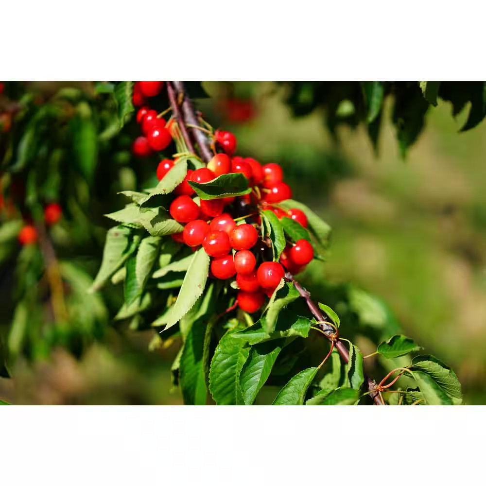 3 Ft. – 4 Ft. Tall Bare-Root Montmorency Pie Cherry Tree Free Ship NEW