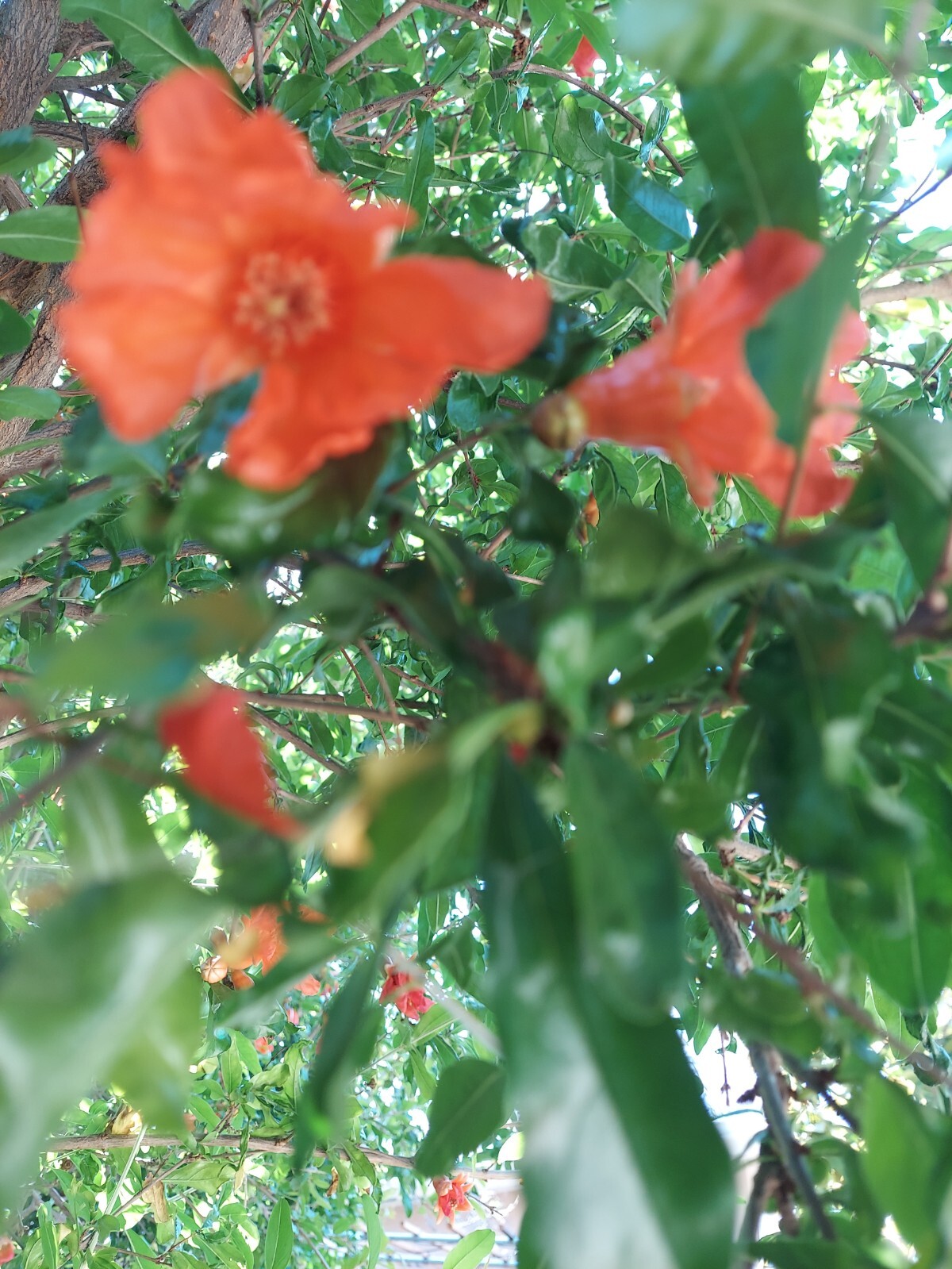 Very Rare Organic White Pomegranate 10 cuttings