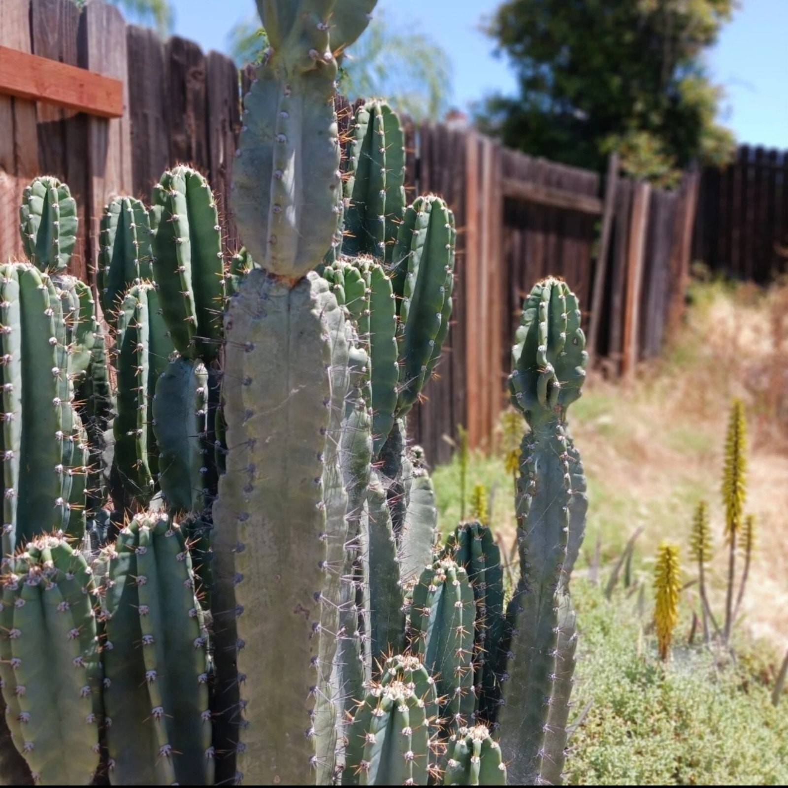 25 inch Peruvian apple cactus cutting, fresh cut , top cut cereus peruvianus