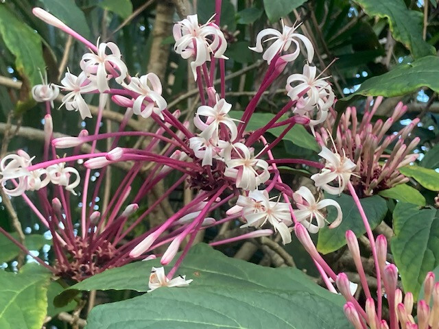 Starburst Clerodendrum – well rooted young seedling, sizes vary, without pot