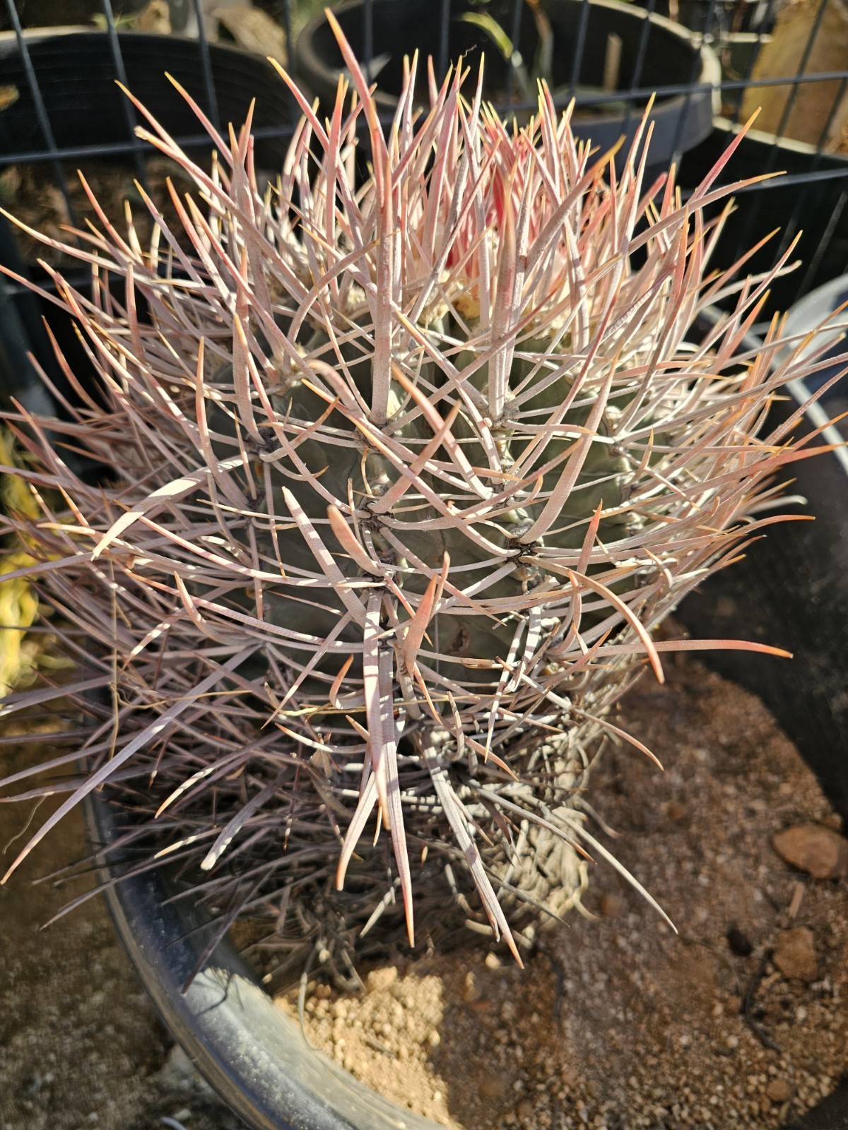 E. Polycephalus, 11″ Tall, 10″ Wide